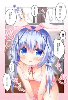 Chino-chan to Usagi Gokko, 中文