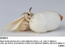 春蚕の済んだ後に, 한국어