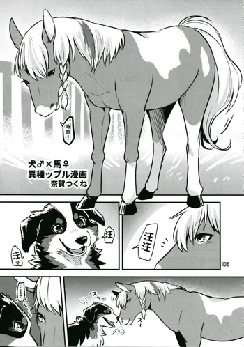 犬♂×馬♀, 中文