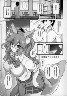 Houkago Tamamo Club, 中文