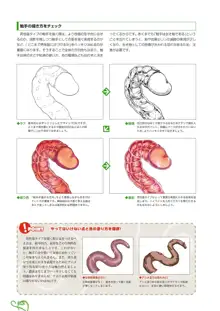 触手の描き方, 日本語