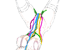 Pretty predot development data gif, 日本語