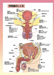 メイドさんと学ぶおんなのこのからだ, 日本語