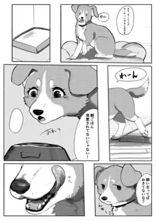 わんだふる!1, 日本語