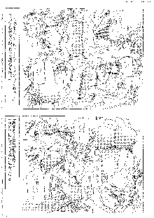 キャラエミュ W☆B005 GUNDAM 004 V-G-∀, 日本語