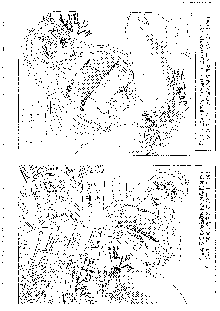 キャラエミュ W☆B005 GUNDAM 004 V-G-∀, 日本語