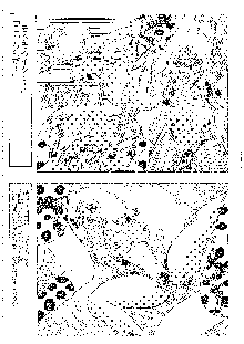 キャラエミュ W☆B009 GONDAM 007 1st-G-SDGF, 日本語