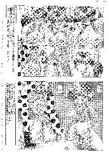 キャラエミュ W☆B009 GONDAM 007 1st-G-SDGF, 日本語