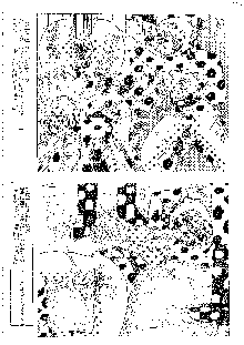 キャラエミュ W☆B009 GONDAM 007 1st-G-SDGF, 日本語