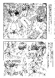 キャラエミュ W☆B009 GONDAM 007 1st-G-SDGF, 日本語