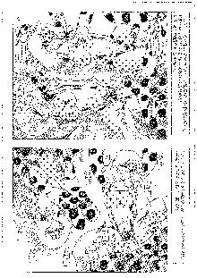 キャラエミュ W☆B009 GONDAM 007 1st-G-SDGF, 日本語